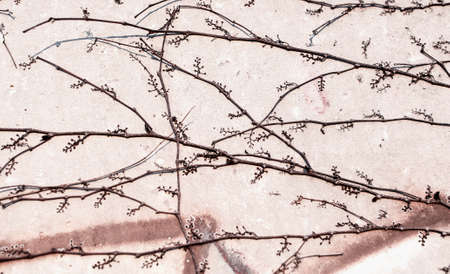 Clambering plant Parthenocissus - Virginia creeper - dry vines with dry berries on gray concrete wall in late autumn. Abstract floral background.の写真素材