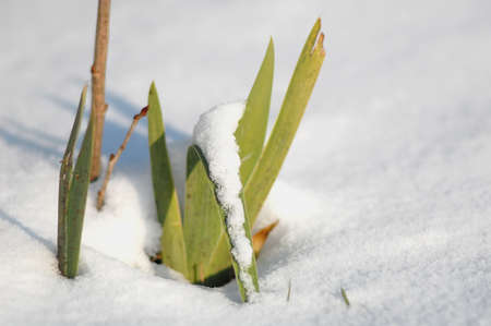 Beautiful green leaves of iris sprouts through the snow in the winterの写真素材
