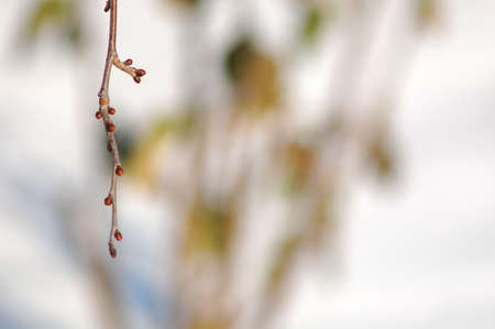 Brunch of cherry-tree with buds on the white winter snowy background. Selective focus and bokehの写真素材