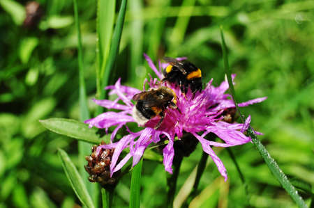 Two bumblebees are collecting nectar on purple cornflower at sunny meadow. Macro photo.の写真素材