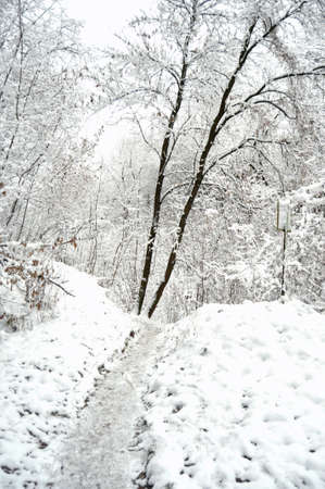 Path at a snowbound winter forest. Beautiful winter landscape.の写真素材