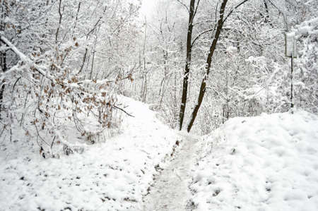 Path at a snowbound winter forest. Beautiful winter landscape.の写真素材