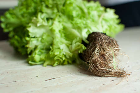 Bunch of raw organic green frisee salad with roots on wooden table. Selective focus.の写真素材