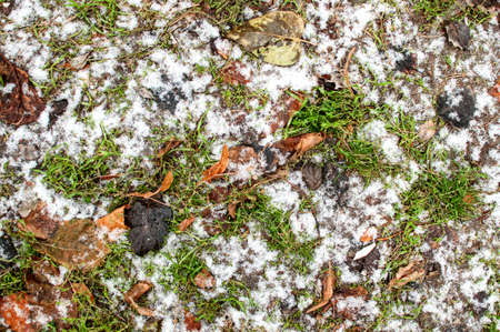 Winter frost on leaves and grass background. Top viewの写真素材