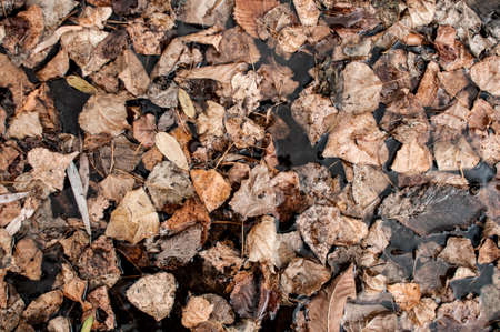 Texture of dry poplar leafs on the ground. View from the top. Autumn background.の写真素材