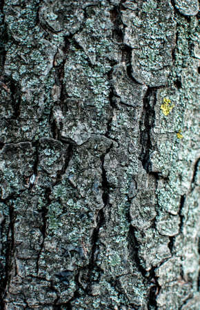 Cracks and scratches tree bark texture close-upの写真素材
