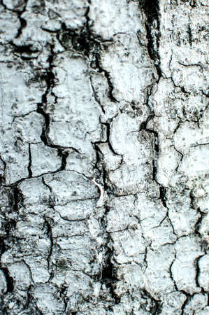 Close-up detail of whitewashed tree trunk. Texture backgroundの写真素材