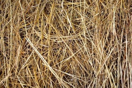 Texture of dry yellow hay, dry grass background close upの写真素材