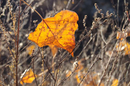 Fall orange poplar leaf on the background of dry grass in backlighting. Selective focus, shallow depth of field, bokeh. Beautiful autumn backgroundの写真素材