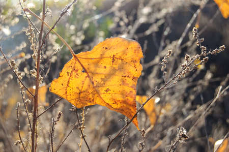 Fall orange poplar leaf on the background of dry grass in backlighting. Selective focus, shallow depth of field, bokeh. Beautiful autumn backgroundの写真素材