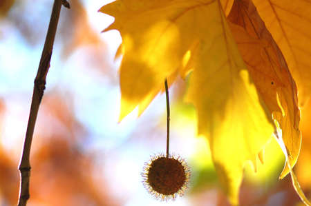 Golden autumn leaves of plane tree and fruits on branches of tree at the golden hour. Beautiful autumn backgroundの写真素材