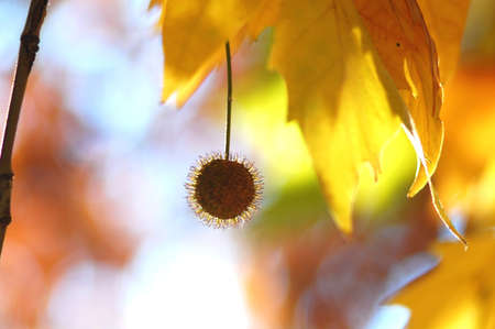 Golden autumn leaves of plane tree and fruits on branches of tree at the golden hour. Beautiful autumn backgroundの写真素材
