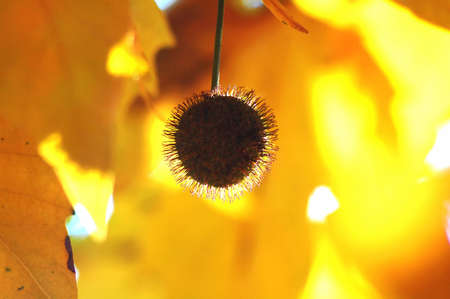 Golden autumn leaves of plane tree and fruits on branches of tree at the golden hour. Beautiful autumn backgroundの写真素材