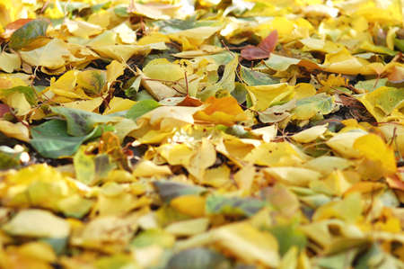 Deciduous litter from mix of fallen autumn birch and poplar leaves. Autumn backgroundの写真素材