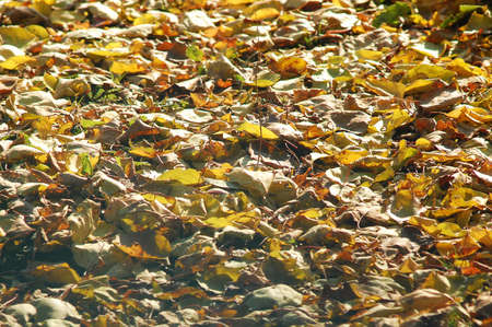 Deciduous litter from mix of fallen autumn birch and poplar leaves. Autumn backgroundの写真素材
