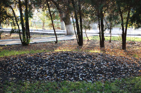 Path at the beautiful autumn park. Tranquil autumn moodの写真素材