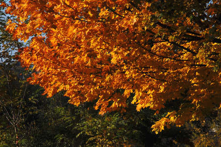 Autumn maple tree with red orange leaves on the background of green trees at the park. Sunny day.