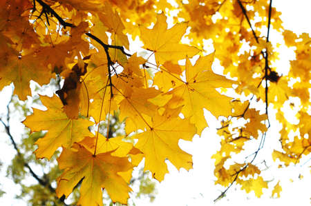 Branch of autumn maple with golden leaves on the background of the bright sky. Cloudy day.