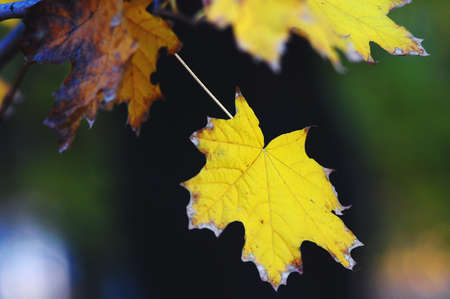 Golden maple leaves close-up on the dark background with colorful glares at the evening. Selective soft focus, bokeh.の写真素材