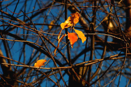 Group of red and yellow colorful leaves of cherry-bird tree and bare branches on the background of...