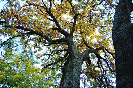 Old oak with a powerful trunk at an autumn day. Low shooting point.の写真素材