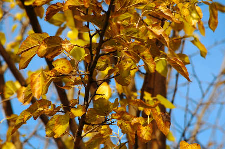 A branch of a mulberry tree with autumn yellow leaves on the background of blue sky.の写真素材