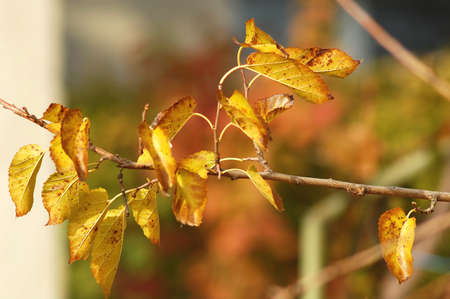 A branch of a mulberry tree with autumn yellow leaves close-up.の写真素材