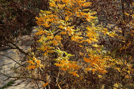 Locust tree with autumn yellow leaves on the background of bare trees. Sunny day, autumn mood....