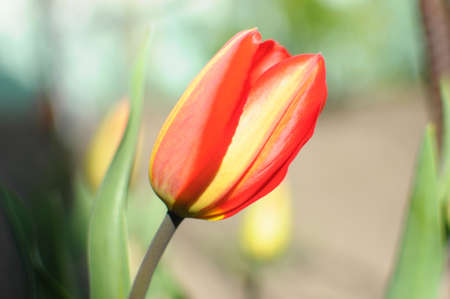 Single red and yellow tulip bud close-up on the background of a gardenの写真素材