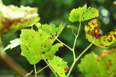 Autumn spotted grape leaves on the green background. Concept of autumn harvest or diseases of grapesの写真素材