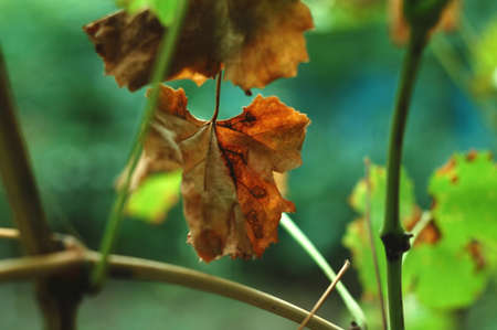 Autumn spotted grape leaves on the green background. Concept of autumn harvest or diseases of grapesの写真素材