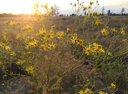 Blooming senecio borysthenicus with yellow flowers at the steppe on sunset in Julyの写真素材