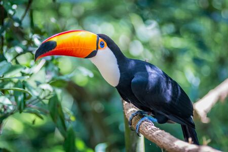 Tucano-toco isolated bird Ramphastos toco close up portrait in the wild Parque das Aves, Brasil - Birds place park in Brasilの写真素材