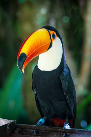Tucano-toco isolated bird Ramphastos toco close up portrait in the wild Parque das Aves, Brasil - Birds place park in Brazil Toco-Toucan portrait close-upToucan toucano-tocoの写真素材