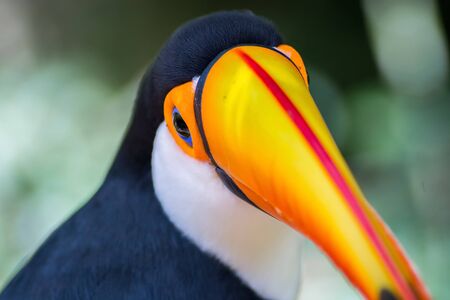 Tucano-toco isolated bird Ramphastos toco close up portrait in the wild Parque das Aves, Brasil - Birds place park in Brazil Toco-Toucan portrait close-upToucan toucano-tocoの写真素材