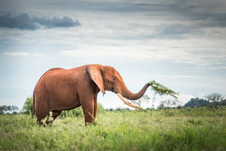 Portrait of an Red Elephant in the African savanna Uganda with a lifted trunk Travel Tanzania safari toursの写真素材