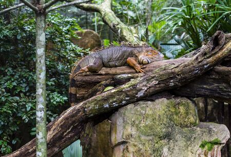 Iguana reptile close-up Lizard on a tree brunch in Parque das aves Foz do Iguacu, Brazil. Full...