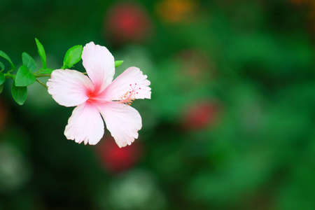 Chinese roseの写真素材