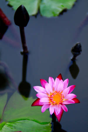 Blossom Lotus Flowerの写真素材