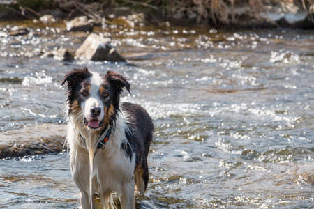 Dog playing into the waterの写真素材