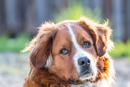 Portrait of a saint bernard dogの写真素材