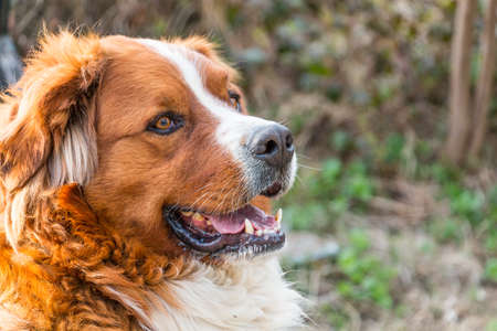 Portrait of a saint bernard dogの写真素材