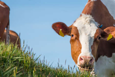 Series of cows eating grassの写真素材