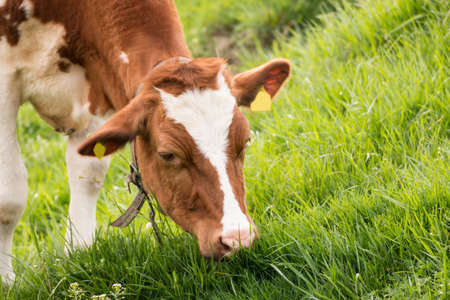 Series of cows eating grassの写真素材