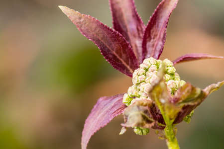 Unknown plant growing at the edge of a forest