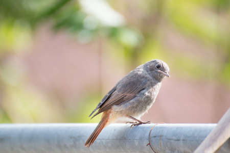 Redstar sitting on a barの写真素材
