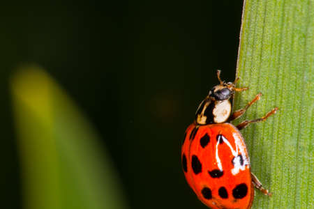 Ladybird scrambling in the bushesの写真素材