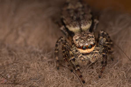 Jumping spider walking on the kitchen tableの写真素材