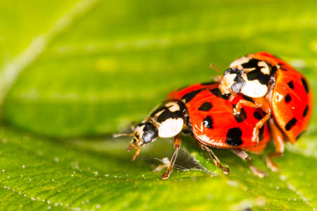 Ladybirds making loveの写真素材