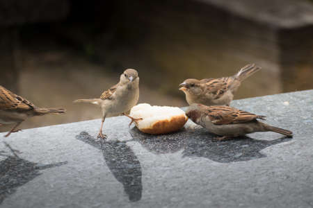 Sparrows sitting on a tableの写真素材
